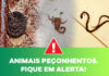 fique-em-alerta-aos-animais-peconhentos
